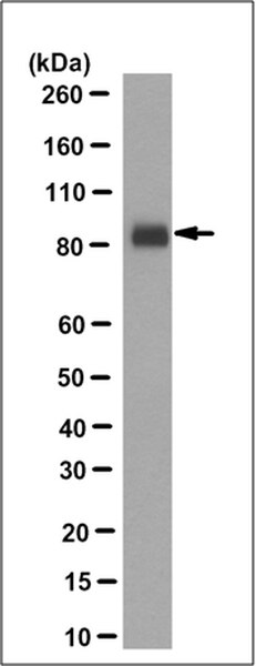 Anti-PSD95 Antibody, clone 1A8.1 | MABN1190